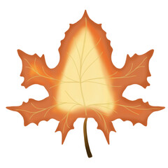 maple leaf isolated on white