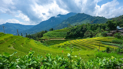 Landscape with green and yellow rice terraced fields and cloudy sky near Ha Giang Loop in northern Vietnam