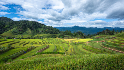 Landscape with green and yellow rice terraced fields and cloudy sky near Ha Giang Loop in northern Vietnam