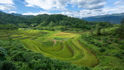 Landscape with green and yellow rice terraced fields and cloudy sky near Ha Giang Loop in northern Vietnam