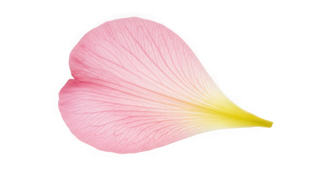 Delicate pink flower petal isolated on white for botanical design elements