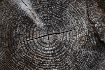 Fototapeta premium 木の年輪