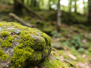 Lush green moss flourishes on a weathered rock, creating a vibrant contrast within the serene and tranquil ambiance of a dense, untouched forest landscape.
