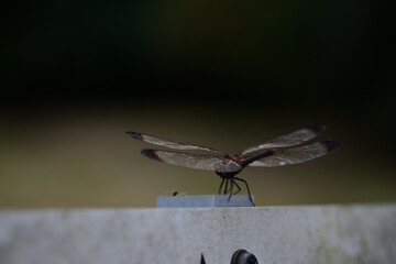 看板にとまったトンボ