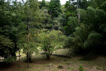 Fototapeta premium 里山