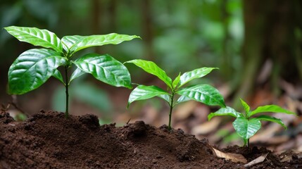 seedling. Coffee plant seedlings thrive in nature, showcasing vibrant green tones under soft natural light. gardening catalogs, home-decor guides, designed for gardening and botanical catalogs.