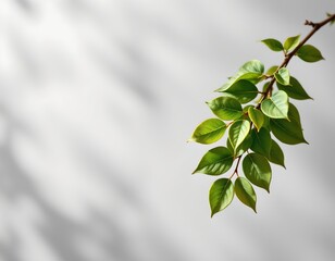 Minimalist Green Leaf Branch with Soft Grey Background