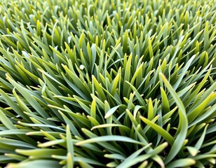 Closeup Lush Green Artificial Grass Texture