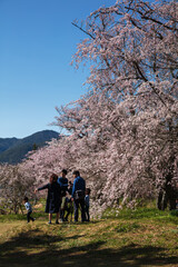 Obraz premium 桜取材のTVクルーと野次馬親子 / 山口県山口市阿東徳佐中