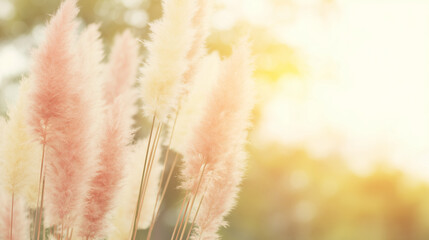 feathery. Bohemian-style pampas grass arrangement in neutral tones with warm sunlight. gardening catalogs, home-decor guides, designed for home decor and floral branding, used by food bloggers.
