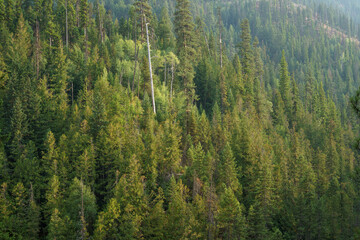Callahan Creek Trail