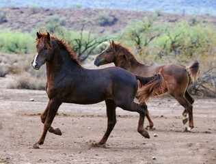 Obraz premium Wild Horses in the Desert 