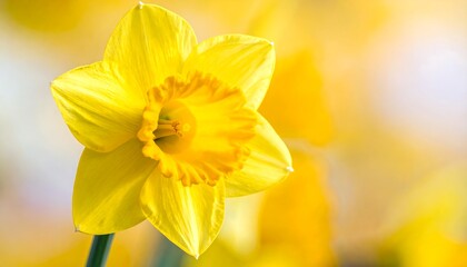 Fototapeta premium A vibrant, close-up shot of a sunny yellow flower with an orange center, set against a blurred background