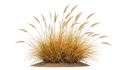 Ornamental dried grass tuft with golden brown texture, natural decorative plant isolated on transparent background