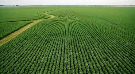 Lush green agriculture field with converging rows and rural pathway