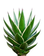 Fototapeta premium Succulent agave plant close-up