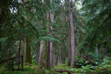 Ross Creek Cedars Nature Trail 405