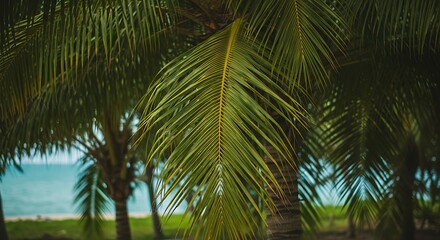Fototapeta premium Close up of palm leaves against a backdrop of trees and water scenery