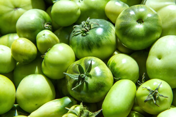 Lots of fresh green tomatoes. Ripening green tomatoes