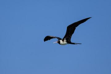 Frigatebird is a large migrant bird
