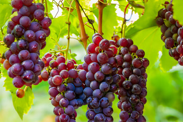 red grapes in the vineyard
