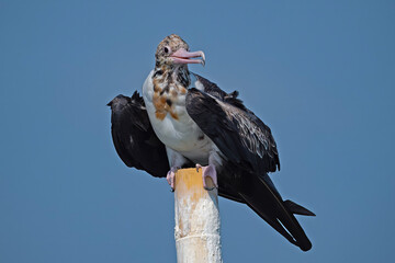 Frigatebird is a large migrant bird © Riadi