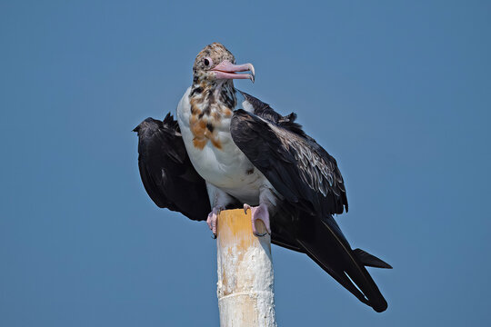 Frigatebird is a large migrant bird