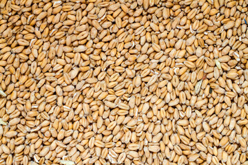 The texture of natural wheat grain. Natural Organic Wheat