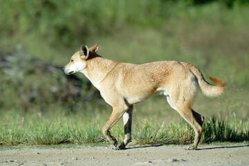 Brown Canine Roaming Across Meadow Field