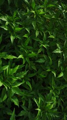 Obraz premium close up of green leaves