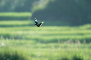 Kingfisher Bird in Flight Above Lush Green Paddy Field