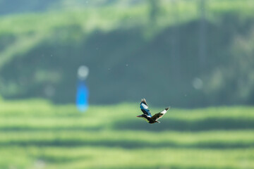 Exotic Kingfisher Bird in Flight in Countryside Landscape