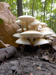 A bunch of mushrooms growing in the dirt