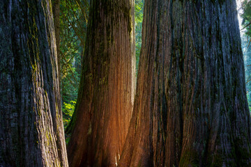 Ross Creek Cedars Nature Trail 405