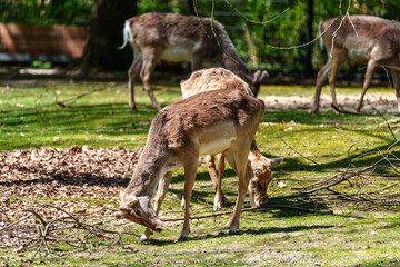 The fallow deer, Dama mesopotamica is a ruminant mammal