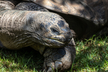Aldabra giant tortoise, Curieuse Marine National Park, Curieuse, Seychelles