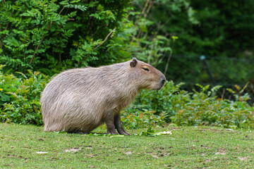 Capybara, Hydrochoerus hydrochaeris grazing on fresh green grass