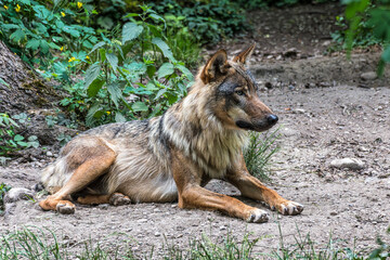 European Grey Wolf, Canis lupus in a german park