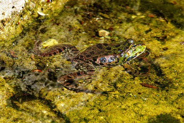 Common frog, Rana temporaria, single reptile croaking in water, also known as the European grass frog