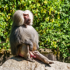 The hamadryas baboon, Papio hamadryas is a species of baboon
