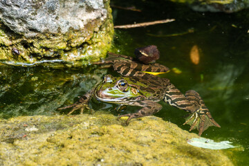 Common frog, Rana temporaria, single reptile croaking in water
