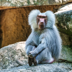 The hamadryas baboon, Papio hamadryas is a species of baboon
