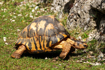 The radiated tortoise, Astrochelys radiata. This species is Critically Endangered and native Madagascar.