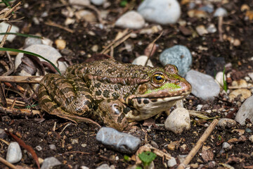 Common frog, Rana temporaria, single reptile croaking in water