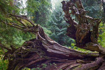 Ross Creek Cedars Nature Trail 405