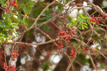 Arbre à fleurs rouges 