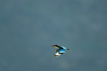 White-throated Kingfisher, kingfisher, Halcyon smyrnensis, flying bird, bird in flight, mountain background, scenic mountains, landscape wildlife, soaring bird, vibrant bird, blue wings, red bill, wil