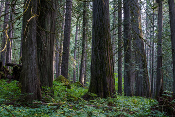 Ross Creek Trail 142