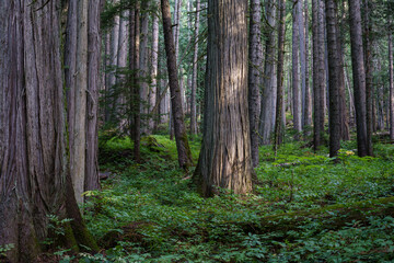 Ross Creek Trail 142