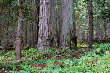 Ross Creek Trail 142